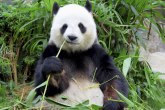 Najstarija panda na svetu proslavila rođendan (VIDEO)