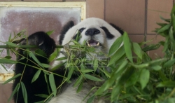 Najstarija panda u Meksiku uginula u zoo vrtu na svoj 35. rodjendan