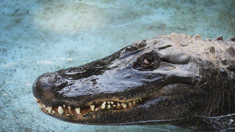 Najstariji aligator na svijetu još uvijek traži ljubav u Beogradu