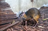 Najstariji miš na svetu, mišica Pet, osvojila Ginisov rekord za dugovečnost