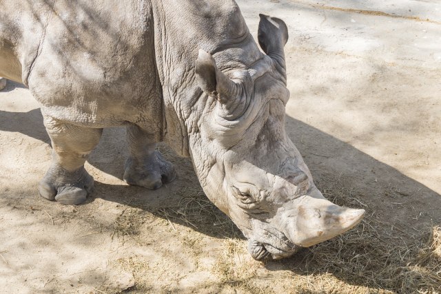 Najstariji nemački nosorog slavi 50. rođendan: Iako je ostala bez zuba, Natala se odlično drži FOTO
