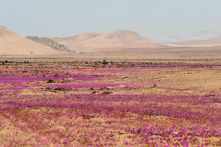 Najsuvlja pustinja na svetu ponovo okupana živim bojama cveća