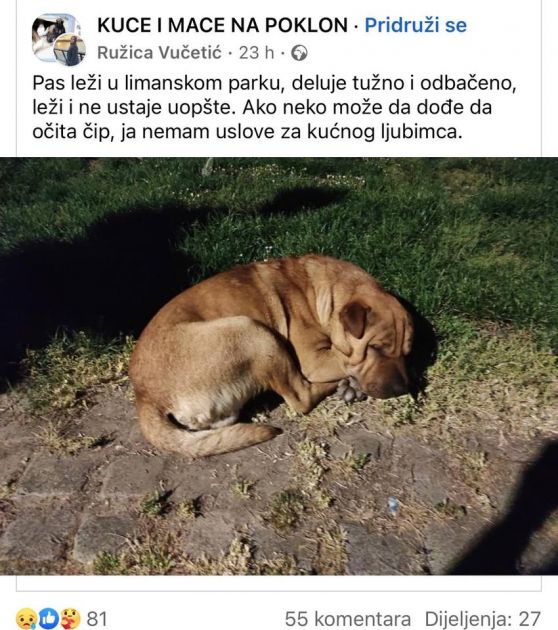 Najtužniji novosadski pas čeka svog heroja u Limanskom parku (FOTO)