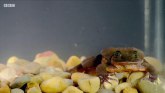 Najusamljeniji žabac na svetu - ovo je njegova priča