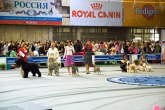 Najveća svetska izložba održava se u Beogradu: Prijavljeno 1.200 pasa iz celog sveta VIDEO