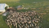 Najveće stado ovaca na Balkanu: Četiri brata čuvaju preko hiljadu grla FOTO