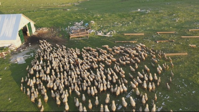 Najveće stado ovaca na Balkanu: Kurtagići čuvaju preko hiljadu grla
