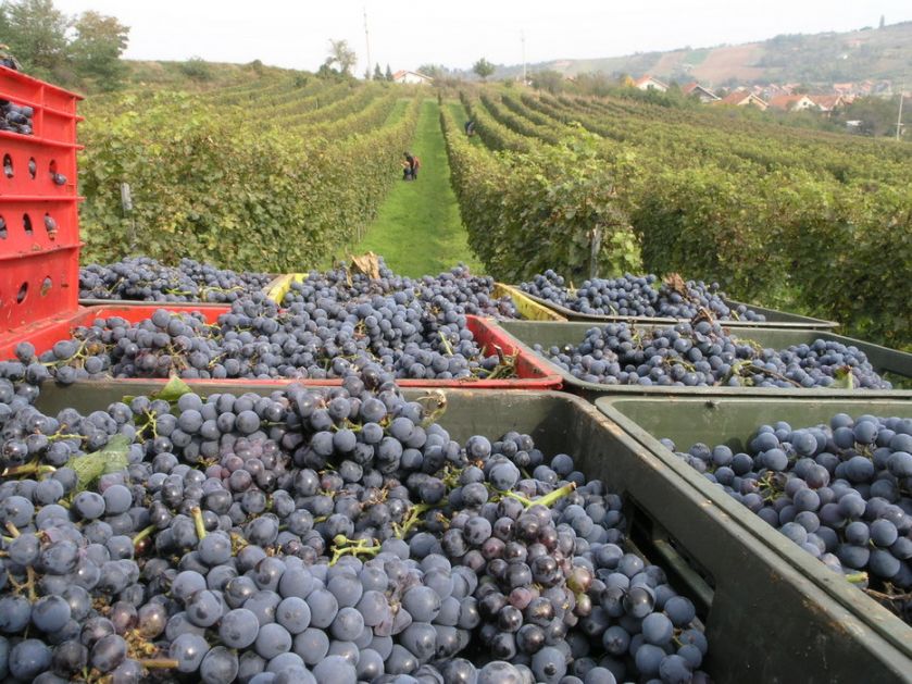 Najveći zasad vinove loze u Srbiji imaju - žene