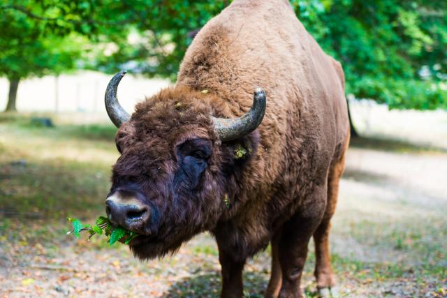Nakon 250 godina prvi put primećen divlji bizon - i odmah ubijen