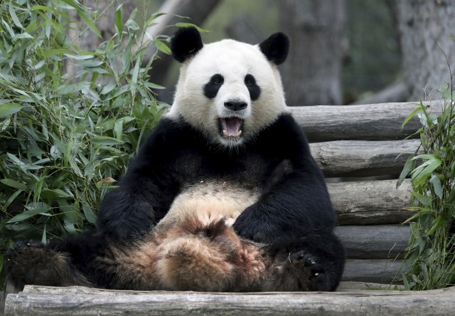 Nakon dve godine, mužjak i ženka pande konačno su se sreli FOTO
