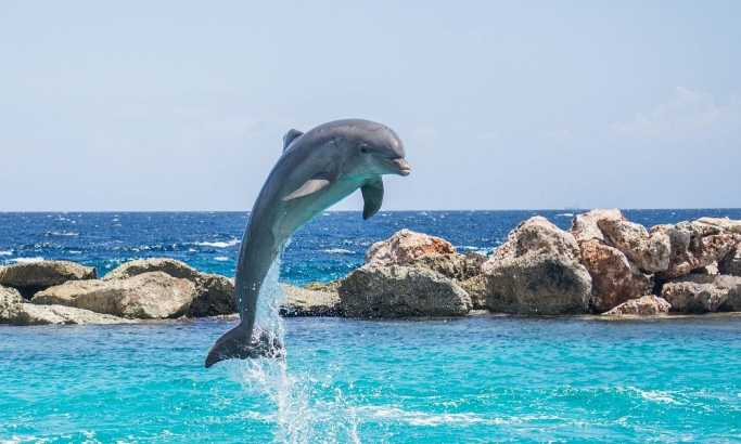 Napaljeni delfin hara Bretanjom