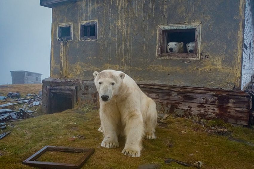 Napuštena meteorološka stanica na ruskom ostrvu postala je dom za porodicu polarnih medveda (FOTO)