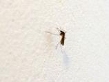 Narednih dana u Nišu će prskati protiv komaraca