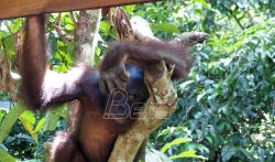Nastavak seče staništa orangutana (VIDEO)