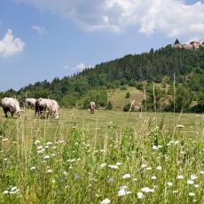 Nastavlja se UVOZ BEZ CARINE iz EU u Srbiju: Dodatna olakšica za kupovinu žive stoke!