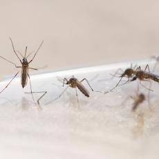 Nastavlja se suzbijanje odraslih komaraca
