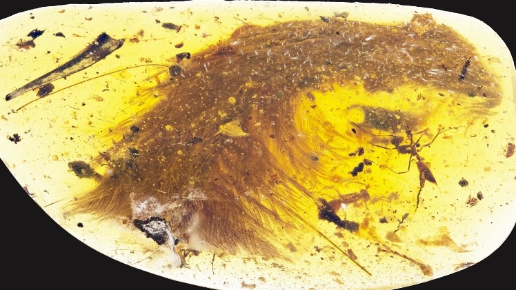 Naučnica kupila fosil star 99 miliona godina na pijaci