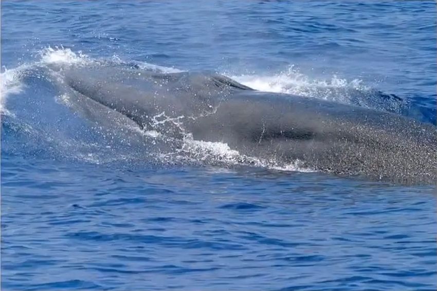 Naučnici otkrili novu vrstu kitova koja se već nalazi pred izumiranjem (VIDEO)