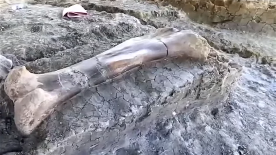 Naučnici pronašli kost od POLA TONE (VIDEO)
