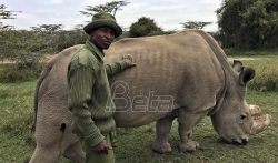 Naučnici se nadaju da će spasiti severnog belog nosoroga od istrebljenja
