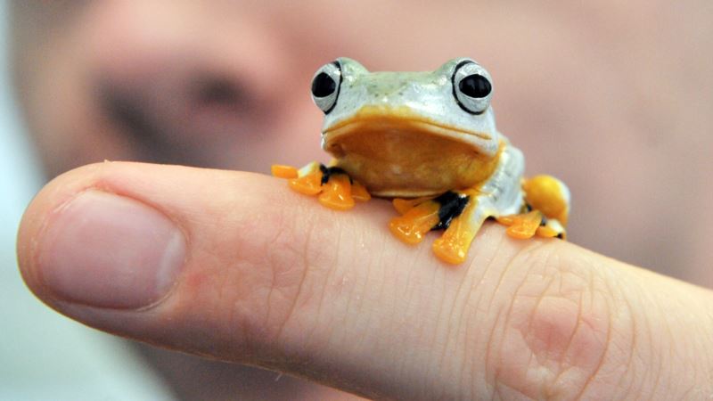Naučnici slučajno otkrili prvu fluorescentnu žabu