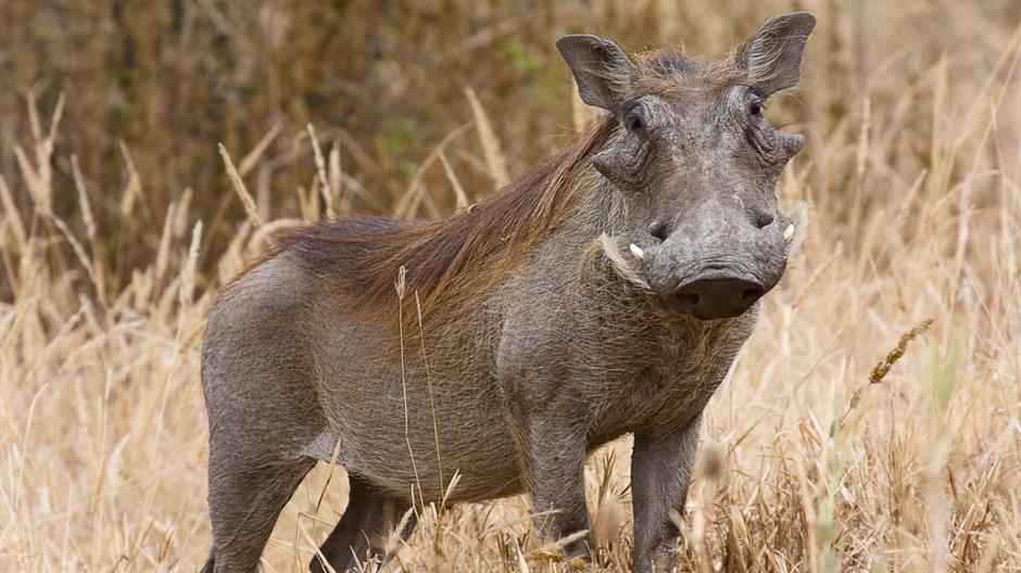 Naučnici snimili najređu vrstu divljih svinja na Javi