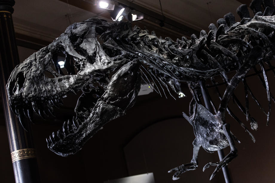 Naučnici u Argentini otkrili novu vrstu dinosaurusa