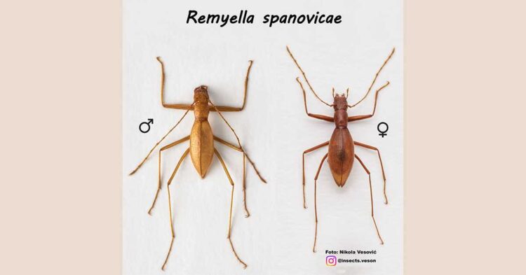 Naučnici u Đerelarskoj pećini pronašli novu vrstu insekta