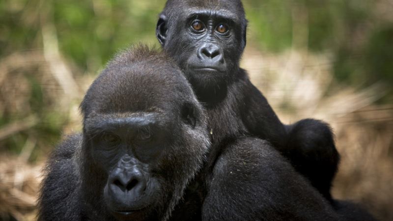 Naučnici upozoravaju: Primatima preti istrebljenje