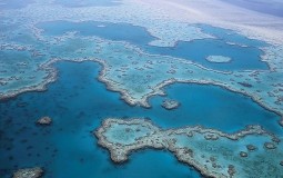 
					Naučnici uspeli da prebace deo korala sa Velikog koralnog grebena 
					
									