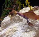 Naučnici uspeli da uzgoje morskog zmaja VIDEO
