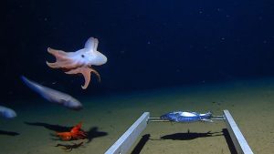 Nauka i okeani: Upoznajte Dambo hobotnicu koja živi na dubini od 7.000 metara