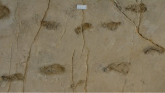 Nauka i praistorija: Misteriozni otisci džinovskog stopala i poreklo ljudske vrste