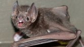 Nauka o životinjama: Zašto se šišmiši-vampiri ljube na francuski način