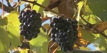 Nauka oplemenjuje vinovu lozu