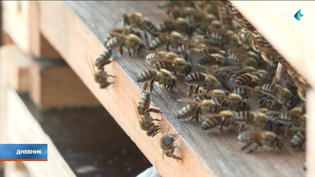 Ne diraj u osinjak! - koliko opasan može biti ubod insekta