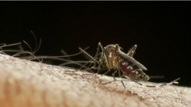 Ne paničite zbog komaraca, evo kako da se zaštitite