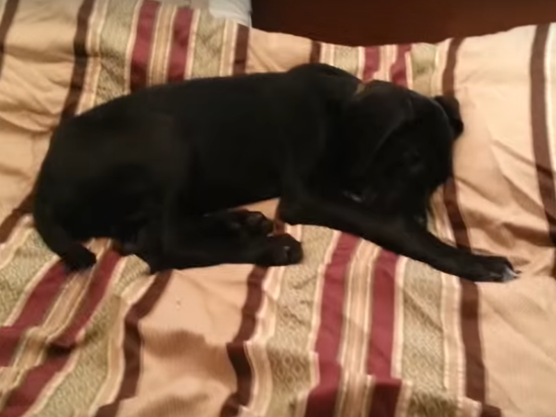 Ne voli da ga bude noću: Nasmejaće vas reakcija ovog psa! VIDEO