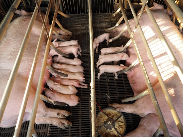 Žarište kod Mladenovca: Potvrđena afrička kuga svinja u Srbiji
