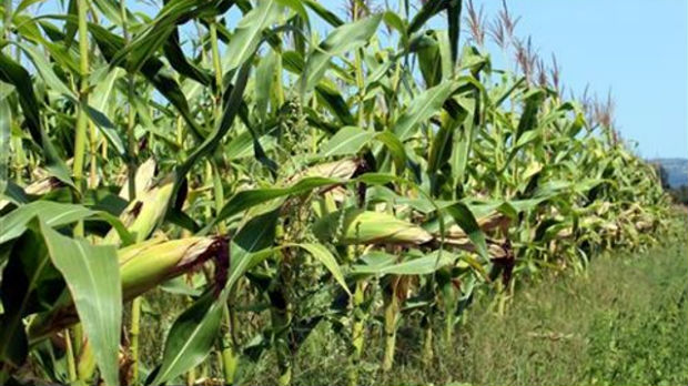 Nedimović očekuje rekordan rod kukuruza