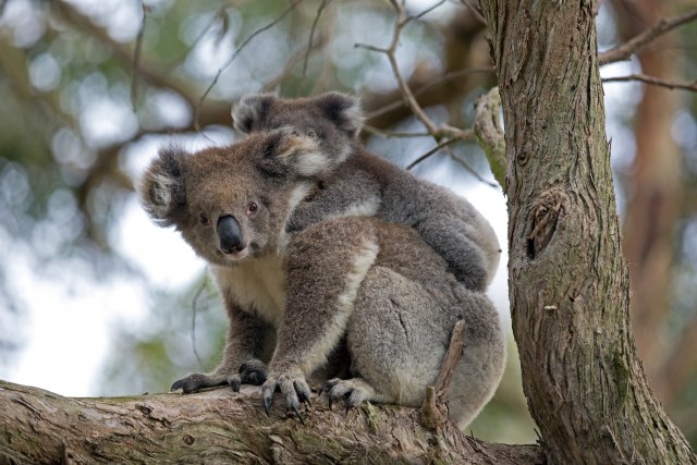 Neizmerna ljubav: Beba koale zagrlila majku koja se bori za život i ne pušta je