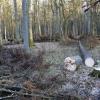 Nelegalna seča šume koštaće Poljsku 100.000 evra dnevno