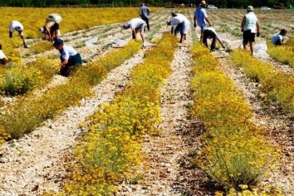 Nema više berbe smilja u Hercegovini, napušteno hiljade plantaža