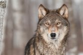 Nemačka raspravlja kako da postupa sa vukovima