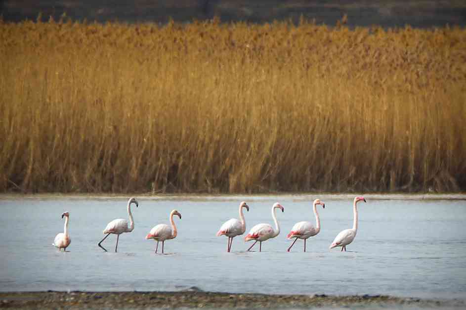 Neobična pojava: Flamingosi usred zime na jezeru u Turskoj