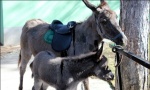 Neobično magarence sa 20 dana osvojilo simpatije posetilaca Zoo vrta u Jagodini