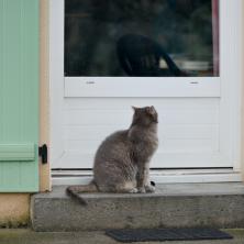 Nepoznata mačka vam se pojavila na vratima? Veruje se da ona PREDSKAZUJE dolazak ovoga - želi da vas upozori