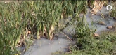 Nesnosni smrad širi se iz reke Gračanke VIDEO