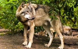 
					Nestalu Britanku u Grčkoj pojeli vukovi 
					
									