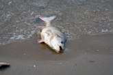 Nešto se čudno događa u reci Bosni, riba se guši FOTO